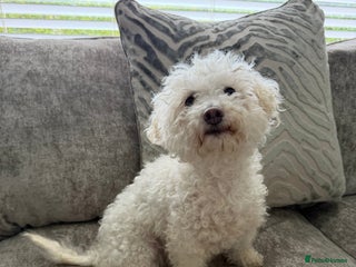 Bichon Frise dogs - Advert 20