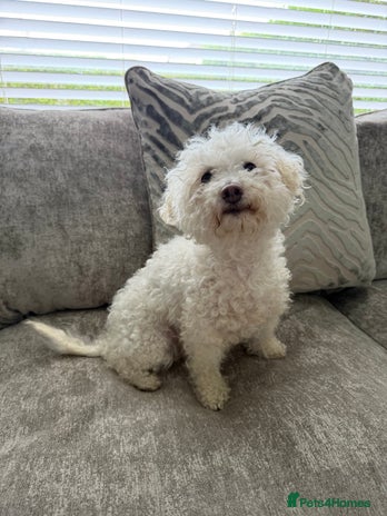 Bichon Frise dogs - Advert 1