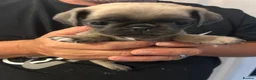 Pug dogs for sale: Beautiful Pug Puppies  - Advert 13