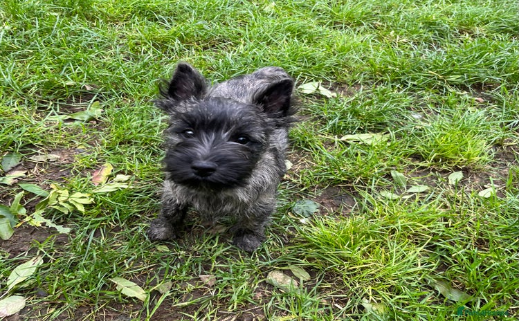 Cairn Terrier dogs - Advert 1