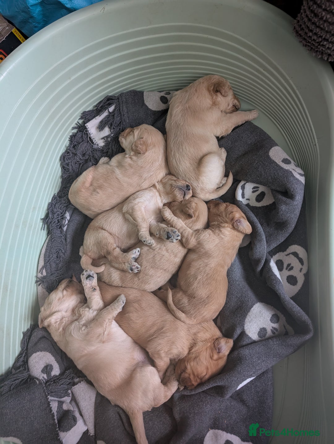 Labradoodle dogs for sale: F1 Labradoodle puppies  - Image 3