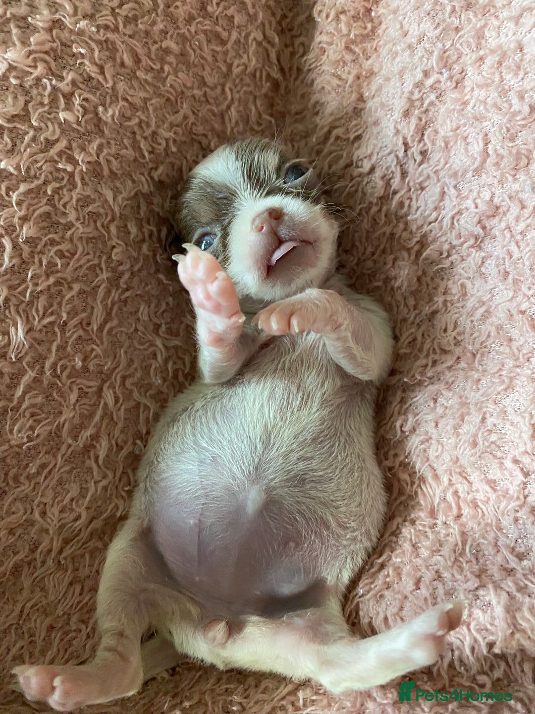 Chihuahua dogs for sale: Exquisite KC Registered Apple Chihuahua Puppies 💖 - Image 9
