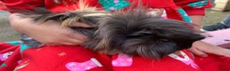 Guinea Pig rodents for sale: Very friendly long haired guinea pigs - Advert 1