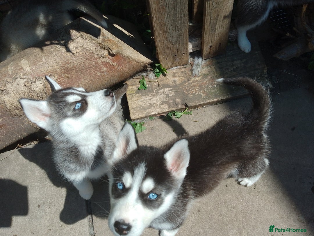 Siberian Husky dogs for sale: Siberian Husky Puppies in Birmingham - Image 10