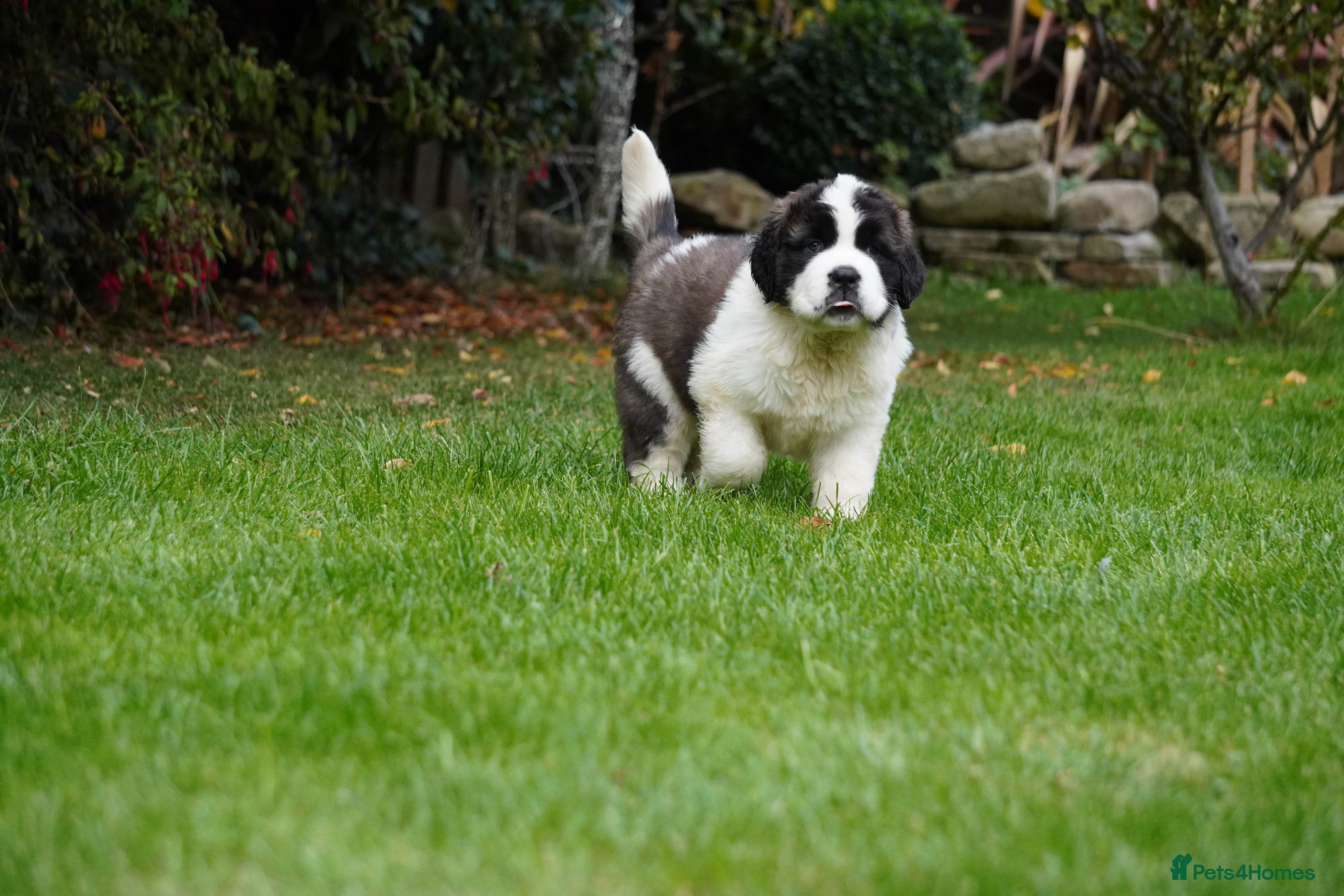 Saint Bernard dogs Outstanding St Bernard puppies for sale  - Advert 2