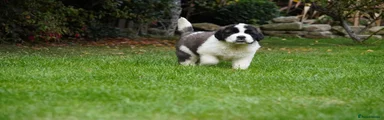 Saint Bernard 4