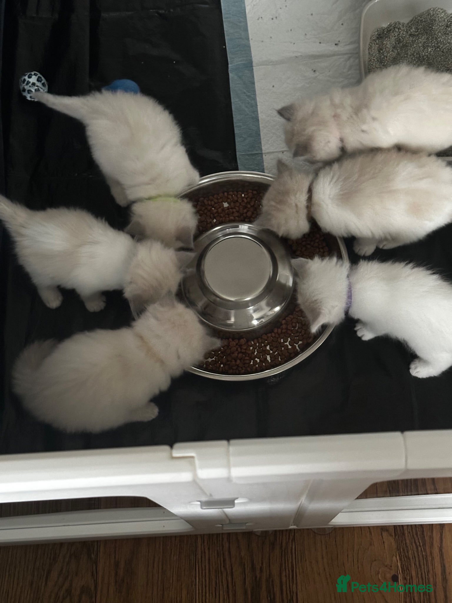 Ragdoll cats Beautiful Purebred Ragdoll Kittens - Advert 1