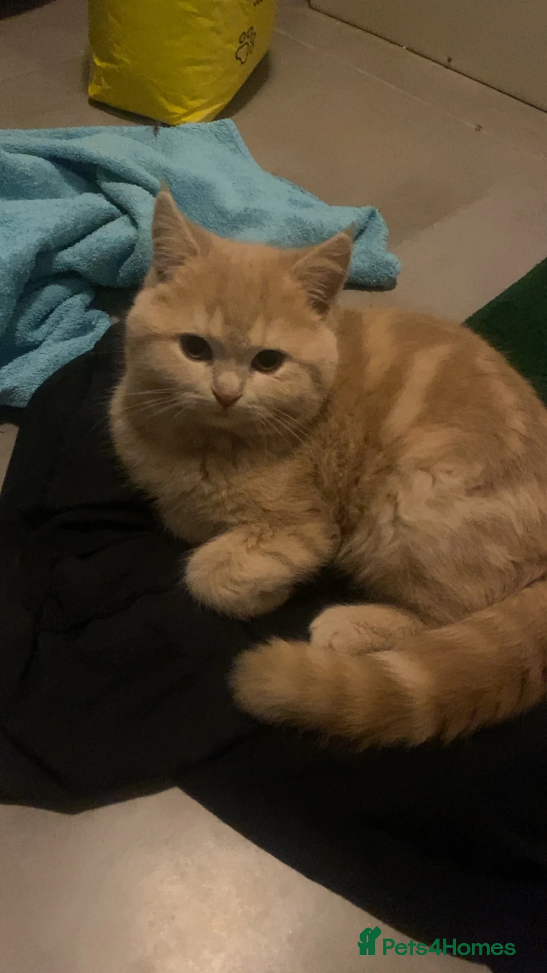 British Shorthair cats for sale: British short hair cat - Advert 8