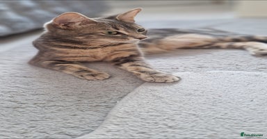 Bengal cats - Advert 7