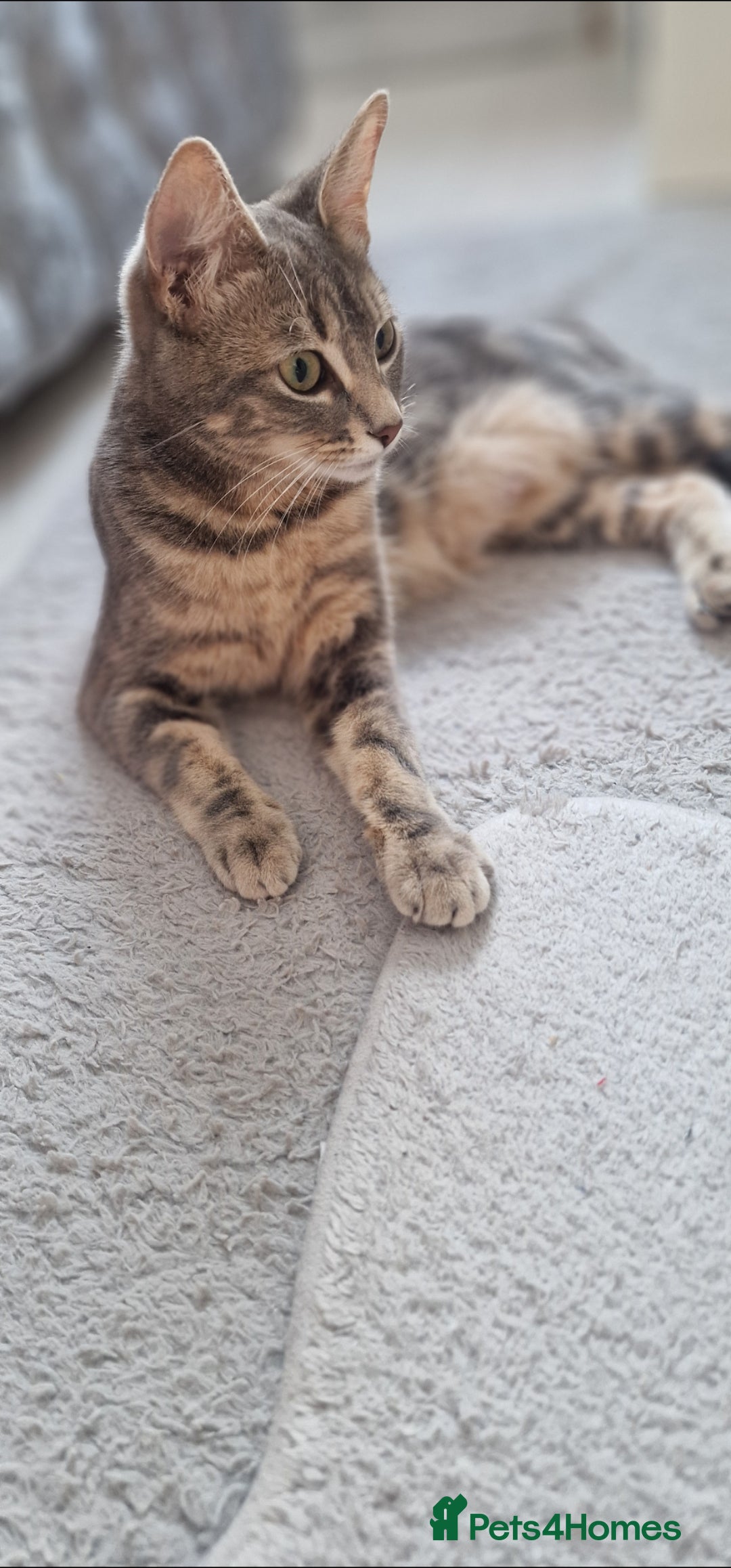 Bengal cats for sale: Pedigree bengal kittens available from 18/11/2025 - Advert 2