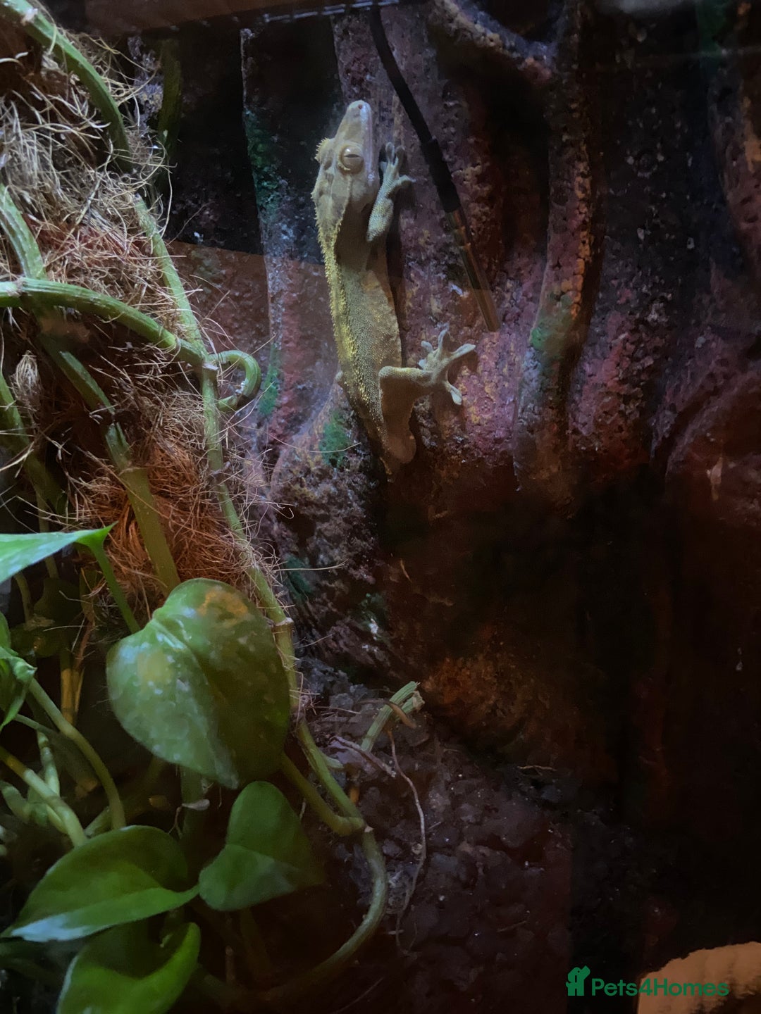 Gecko reptiles for sale: Crested gecko  - Image 3