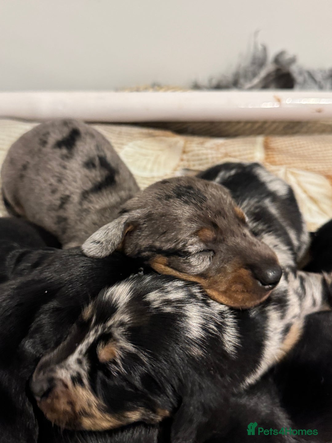 Miniature Dachshund dogs for sale: Mini dachshund puppies KC registered, DNA tested - Advert 22