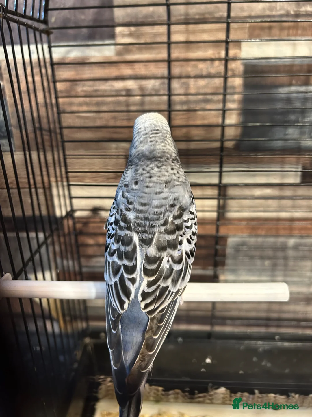 Budgerigars birds for sale: Male budgies  - Advert 9