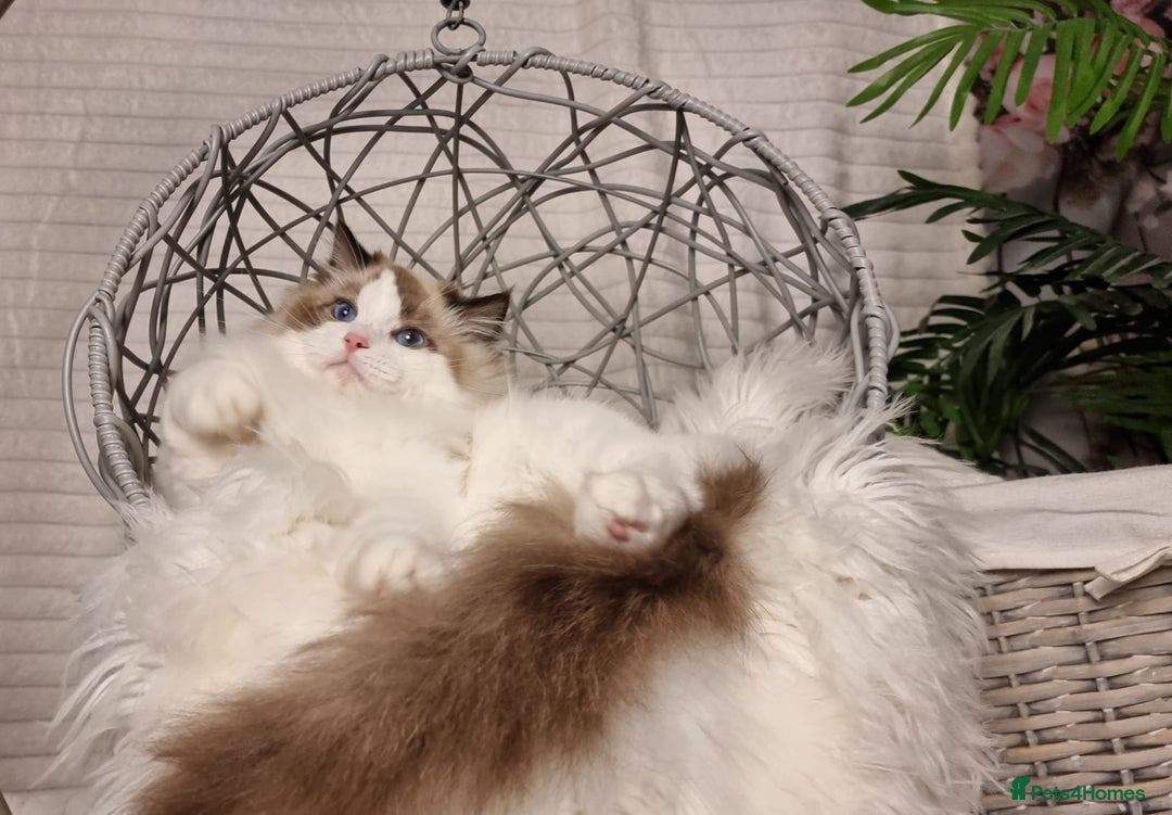Ragdoll cats for sale: Quality Tica reg Ragdoll kittens  - Advert 10