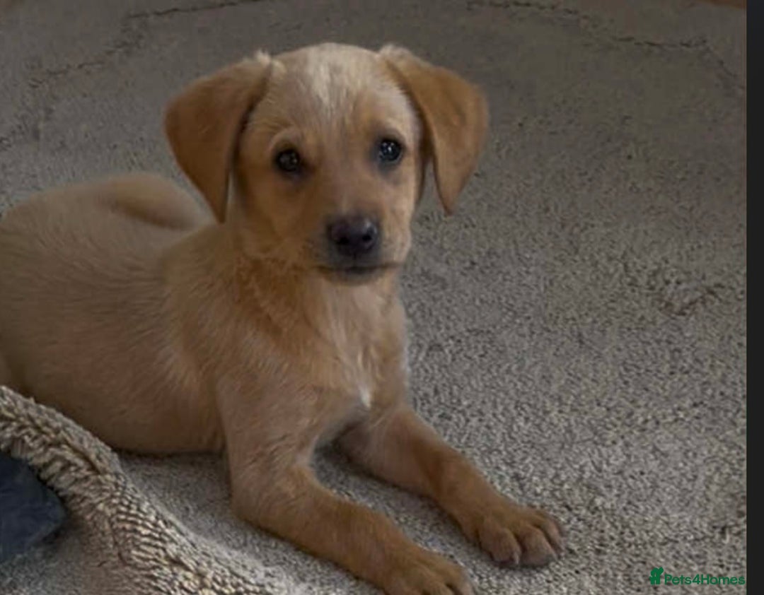 Labrador Retriever dogs for sale: Working Labrador retrievers - Advert 2