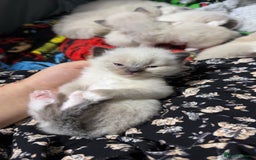 Ragdoll cats for sale: 7 beautiful lynx blue/seal point ragdoll kittens - Image 13