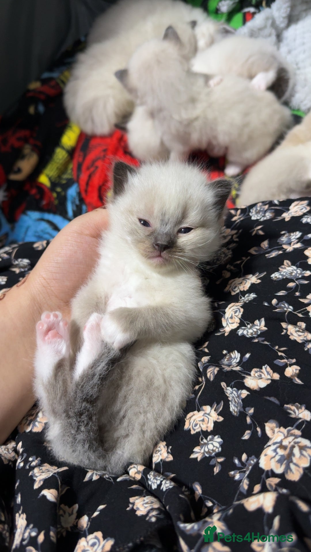 Ragdoll cats for sale: 7 beautiful lynx blue/seal point ragdoll kittens - Image 13
