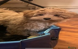 Cavapoo dogs for stud: Extensively Health Tested Deep Red Tiny Toy Poodle in Mansfield - Image 27