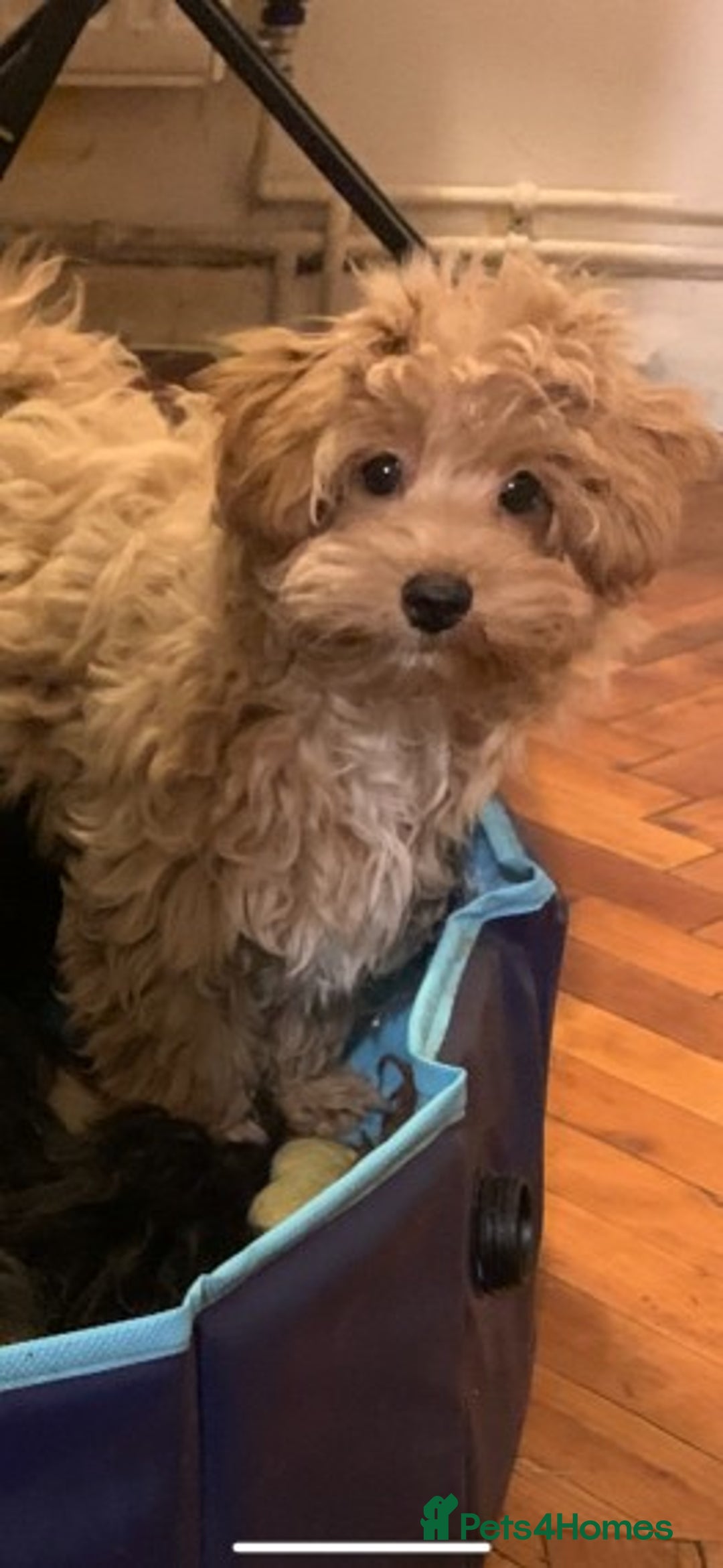 Cavapoo dogs for stud: Extensively Health Tested Deep Red Tiny Toy Poodle in Mansfield - Image 27