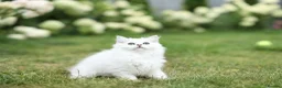 Scottish Fold cats for sale: Adorable Scottish Kittens Available in Bedford - Advert 8