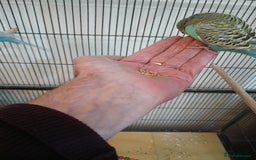 Budgerigars birds for sale: Budgies - Image 3