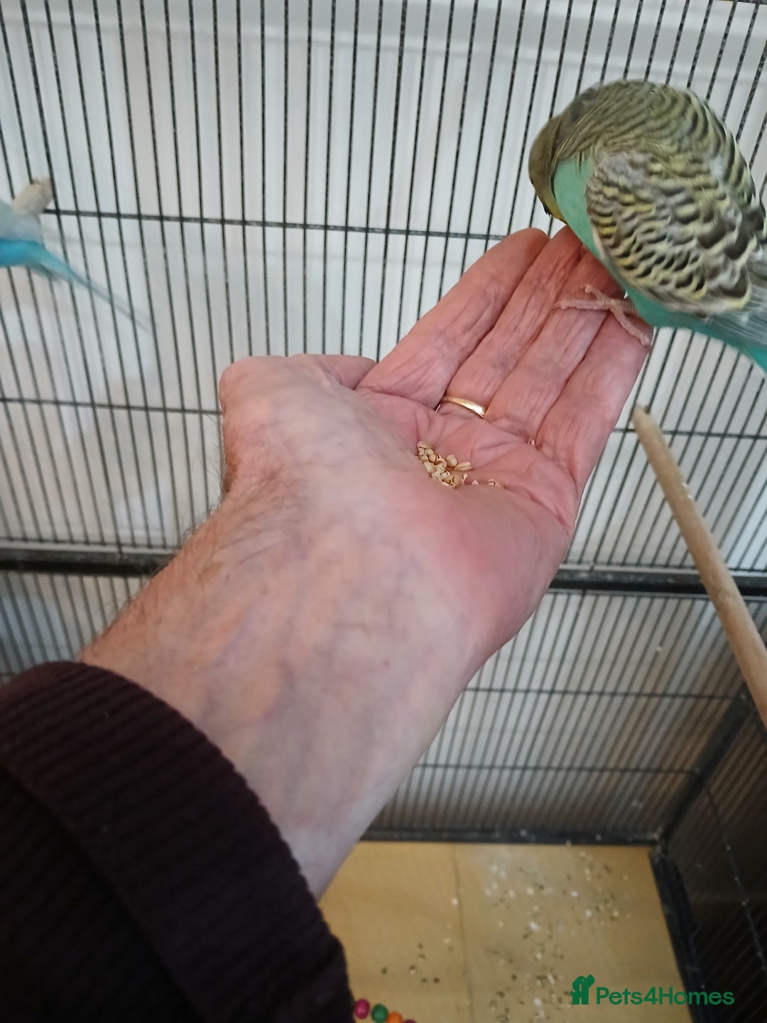Budgerigars birds for sale: Budgies - Image 3