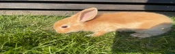 Mixed Breed rabbits for sale: Child friendly Mixed breed rabbits  - Advert 8