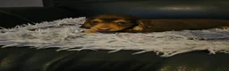 Miniature Dachshund dogs for sale: 4 beautiful longhaired babies - Advert 6