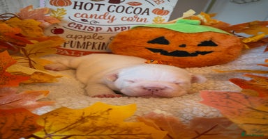 French Bulldog dogs Stunning French Bulldog Boys -Platinum & Cream 💙 - Advert 8