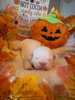 French Bulldog dogs Stunning French Bulldog Boys -Platinum & Cream 💙 - Advert 5