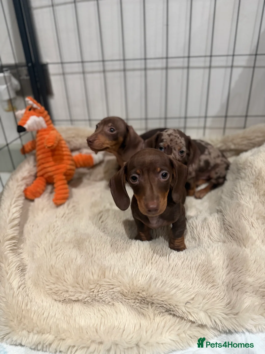 Miniature Dachshund dogs for sale: Beautiful Dachshund Male Puppies Ready now  - Advert 6