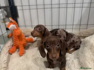 Miniature Dachshund dogs TWO Beautiful Dachshund Male Puppies Ready now - Advert 2
