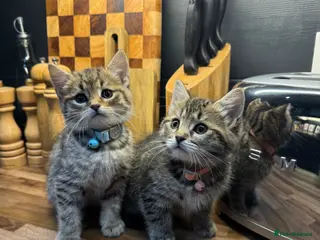 Mixed Breed cats Kittens need rehoming - Advert 1