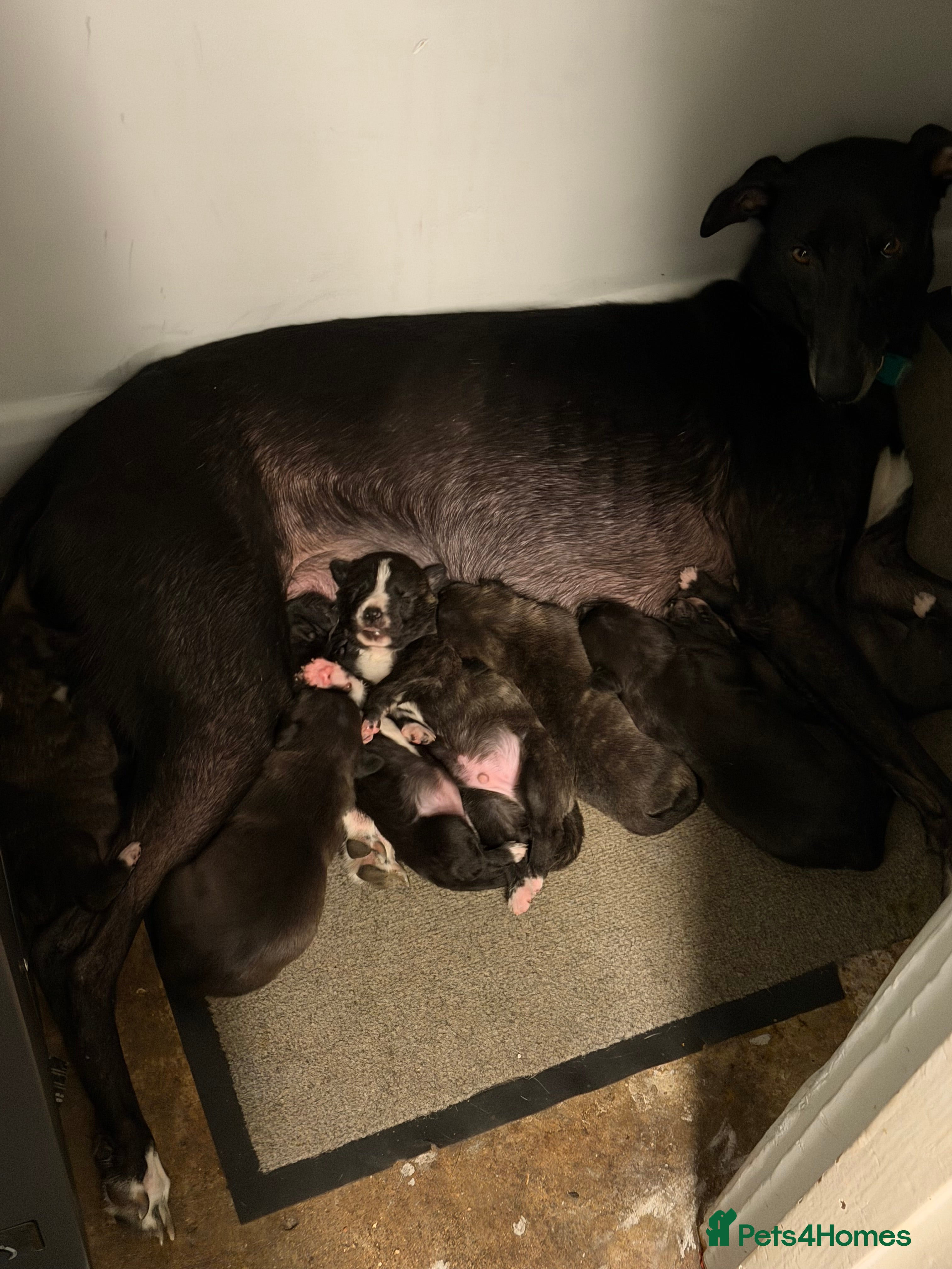 Mixed Breed dogs for sale: Staffordshire bull terrier x Lurcher puppies - Advert 1