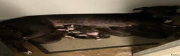 Mixed Breed dogs for sale: Staffordshire bull terrier x Lurcher puppies in Rugby - Advert 2