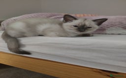 Ragdoll cats for sale: I'm selling a mother cat and her daughter - Image 5