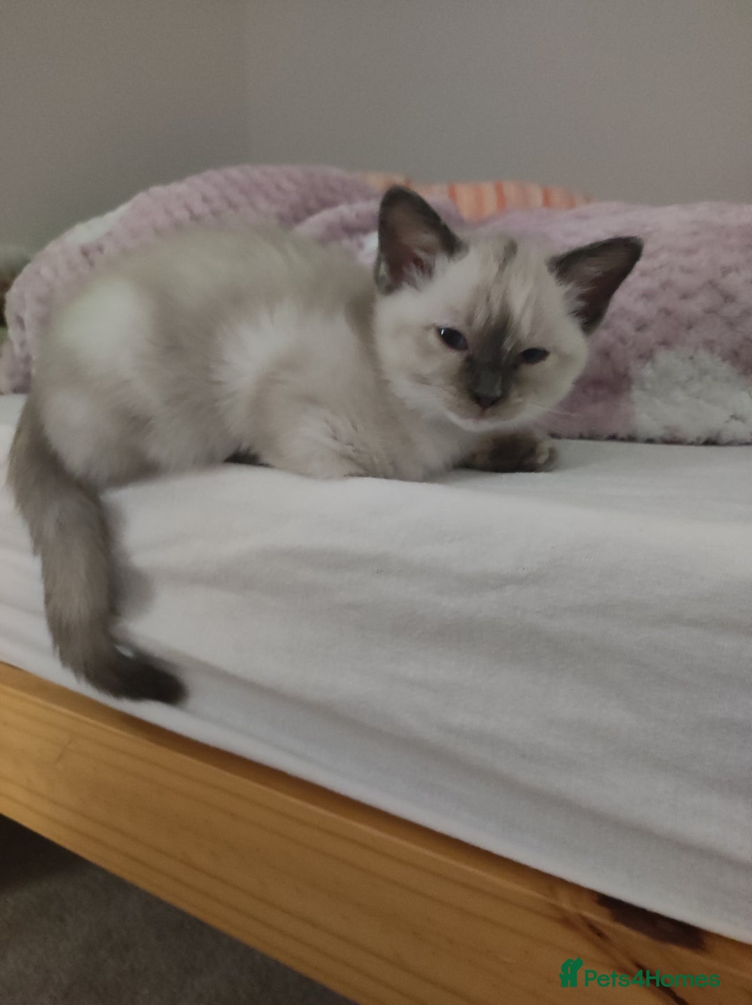 Ragdoll cats for sale: I'm selling a mother cat and her daughter - Image 5