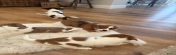 Jack Russell dogs for sale: Very rare merle Jack Russells. Family home raised  - Advert 10