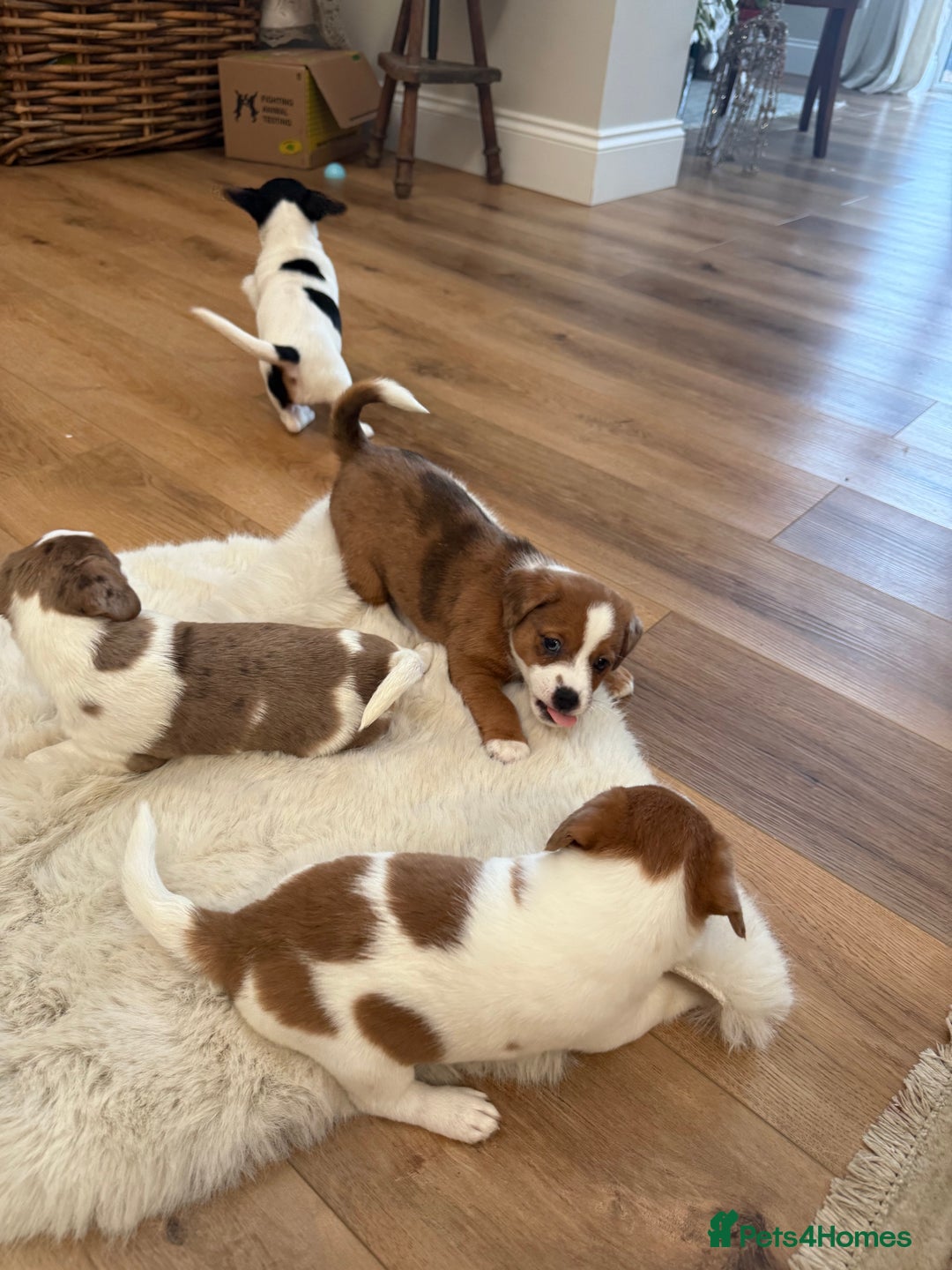 Jack Russell dogs for sale: Very rare merle Jack Russells. Family home raised  - Advert 10