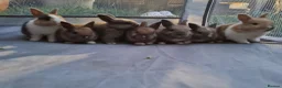 Mixed Breed rabbits for sale: Mini lop x lionhead bunnies - Advert 4