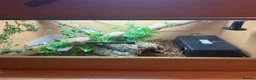 Python Snake reptiles for sale: Ball python + Full set up in Darlington - Advert 1