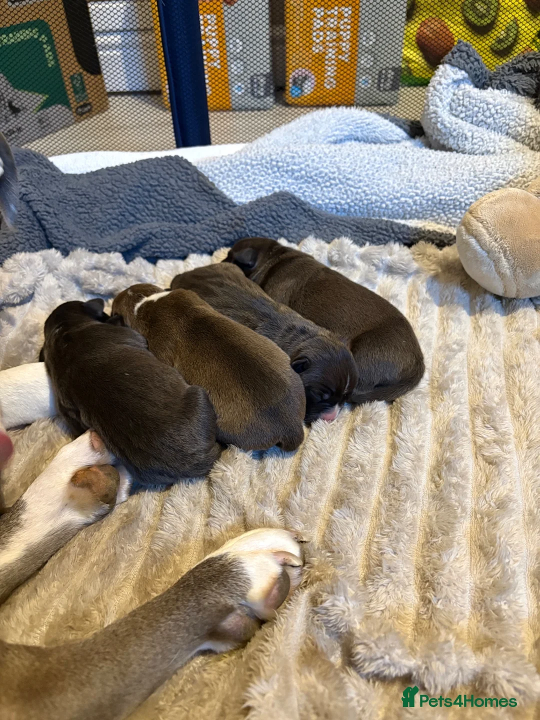 Mixed Breed dogs for sale: Standard bully x pocket bully in Dunfermline - Advert 2