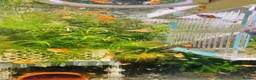 Platies fish for sale: small Platy, Guppy,shrimps &Bristlenose Pleco  - Advert 11