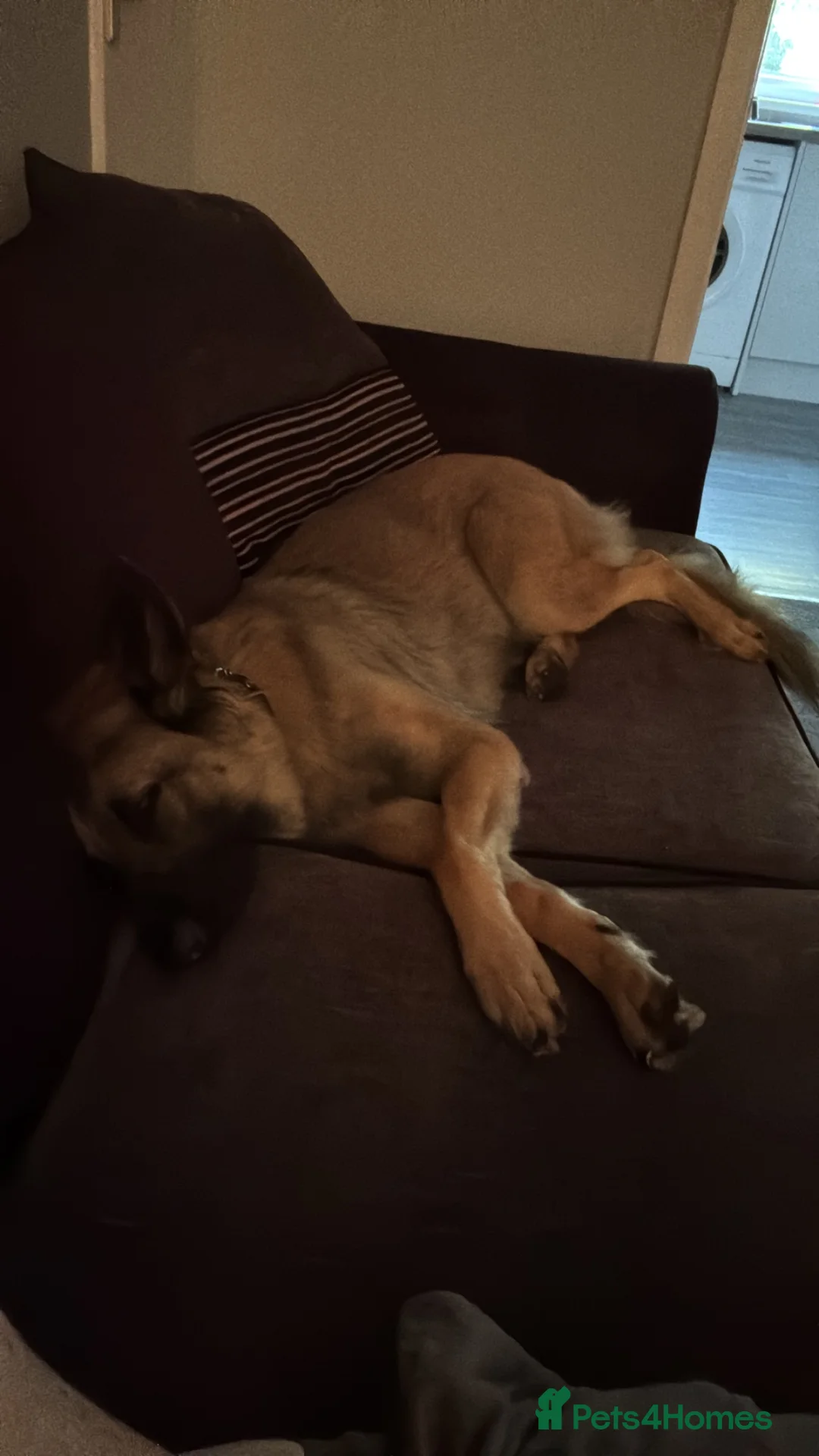 Mixed Breed dogs for sale: German Shepherd Malinois  in Sheffield - Advert 2
