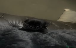 Frug dogs for sale: 5 pug puppies  - Advert 10