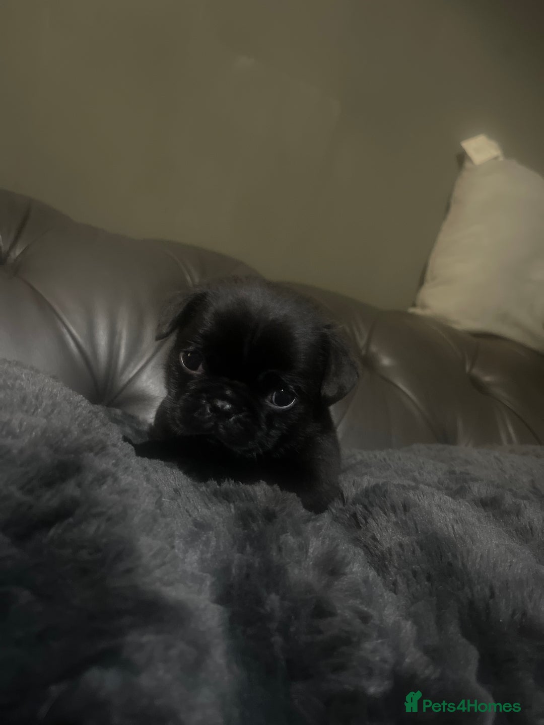 Frug dogs for sale: 5 pug puppies  - Advert 10