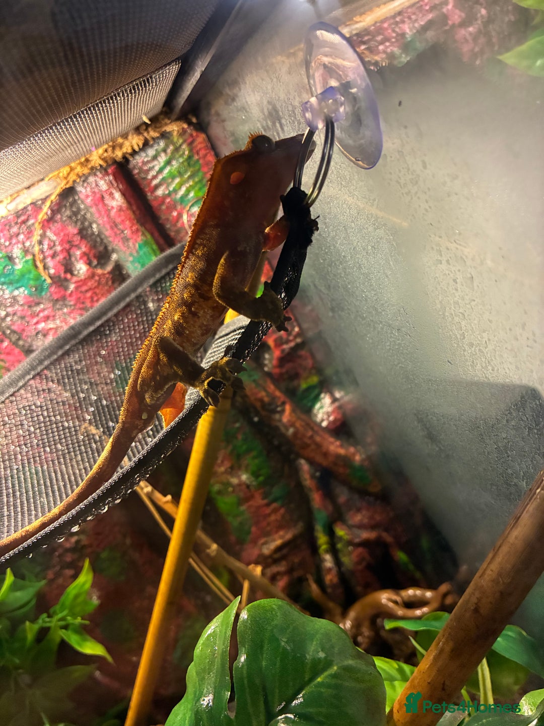 Gecko reptiles for sale: 2yr old Crested Gecko & Viv - Advert 4