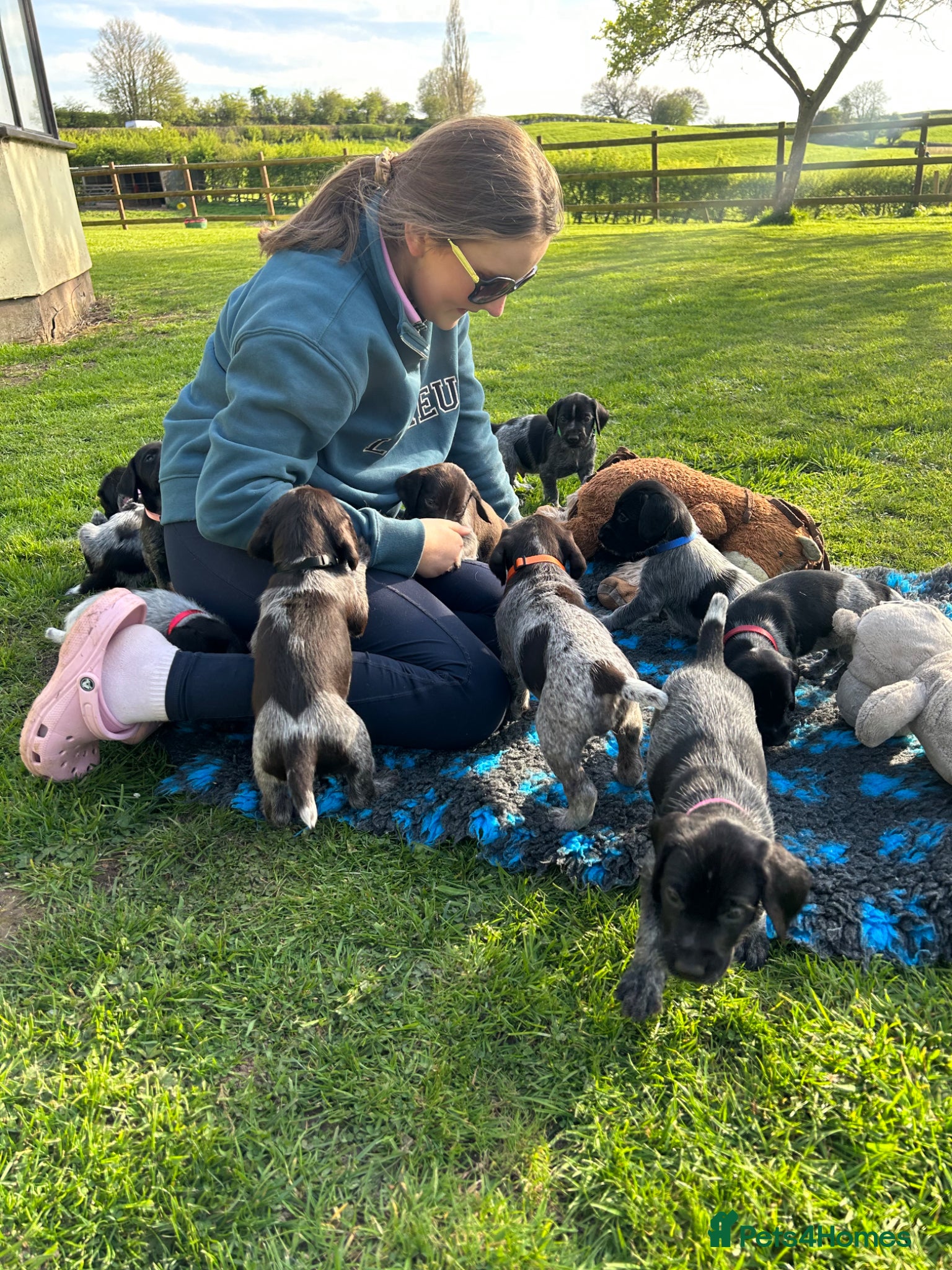 German Wirehaired Pointer dogs KC German Wirehaired Pointer Puppies - Advert 1