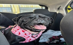 Pug dogs for sale: Reluctant Rehoming  - Image 1