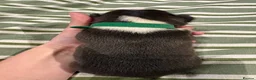 Boston Terrier dogs for sale: Kc reg Boston terriers - 1 stunning girl available - Advert 19